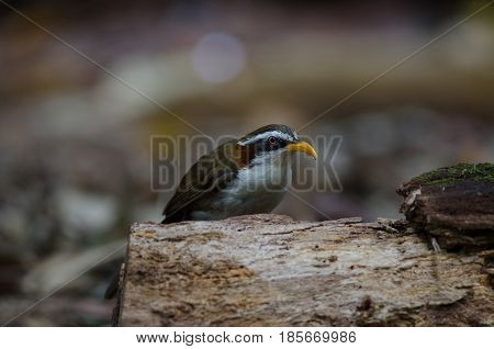 White-browed Scimitar-babbler In Nature