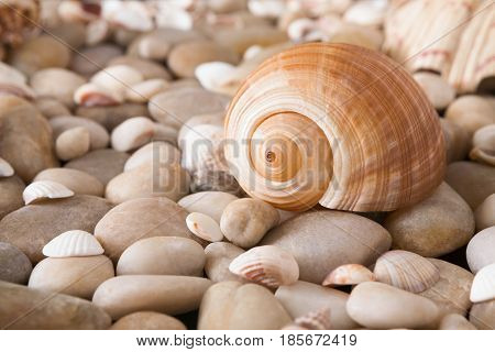 Sea pebbles and seashells background. Natural seashore stones textured surface