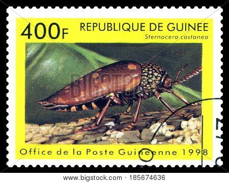 STAVROPOL RUSSIA - April 30 2017: a stamp printed in Guinea (Republique de Guinee) shows Beetle Sternocera castanea series beetle circa 1998