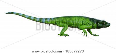 3D Rendering Chuckwalla On White