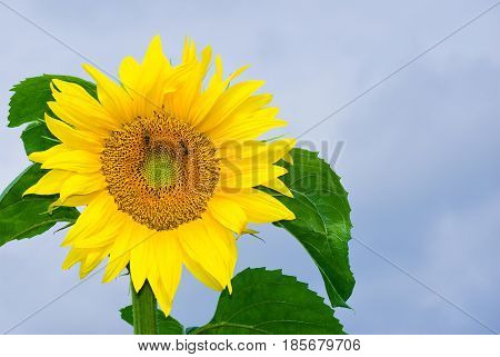 Closeup sunflower picture against blue sky .