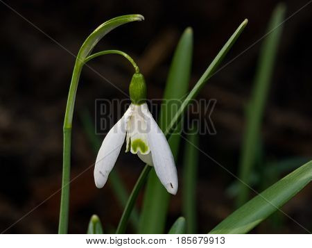 Snowdrops Galanthus nivalis flower in early spring closeup selective focus shallow DOF.