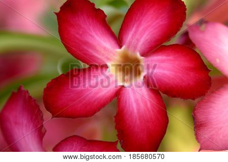 Adenium Desert Flowers in Festival city, Dubai, United Arab Emirates