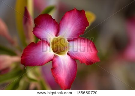 Adenium Desert Flowers in Festival city, Dubai, United Arab Emirates