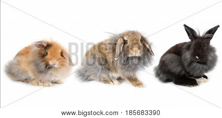 Set Of Young Lionhead Bunny Rabbit, Isolated On White Background