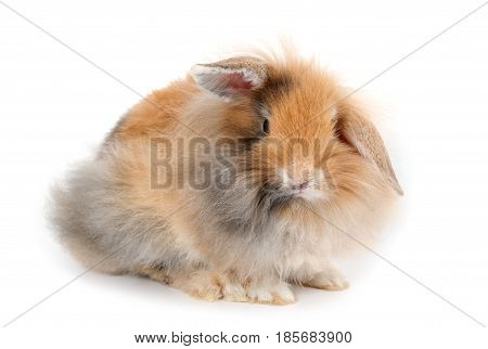 A Lionhead Bunny Rabbit, Isolated On White Background