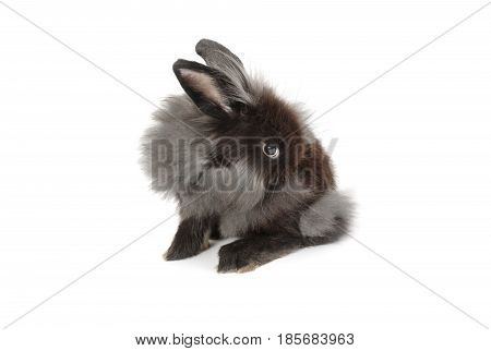A Lionhead Bunny Rabbit, Isolated On White Background