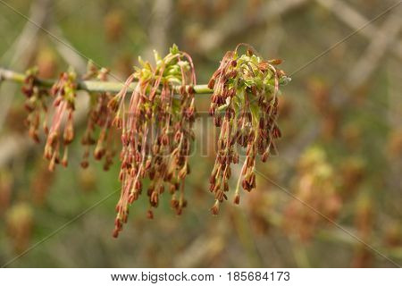 Flowering of American maple (Acer negundo). Close-up.
