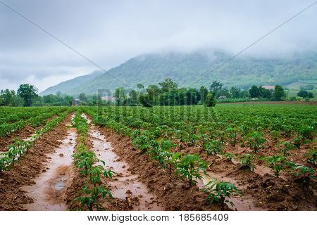 Cassava plantation farming growing of Cassava and mountains background