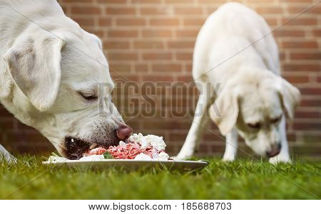 two young labrador retriever dog puppies eat a lot of meat together from a plate in the garden