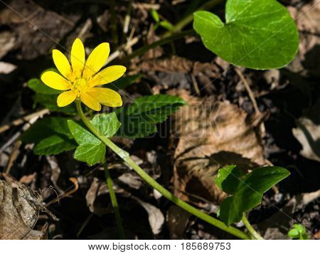 Blooming lesser celandine Ficaria verna or Ranunculus ficaria close-up selective focus shallow DOF.
