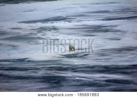 Polar Bear Near North Pole (86-87 Degrees North Latitude)