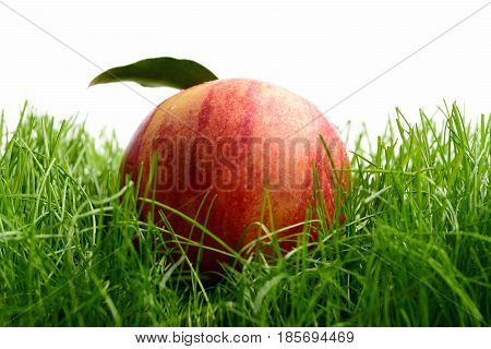 Apple Red Color Fallen On Fresh Green Grass