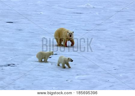 Polar Bear Near North Pole (86-87 Degrees North Latitude)