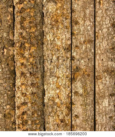 Texture of old raw tree bark .