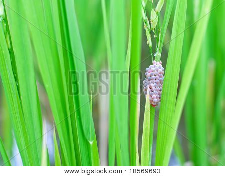 Snail's Eggs
