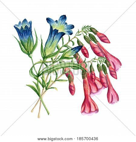 Bouquet of flowers. Isolated on white background. Batanic watercolor illustration