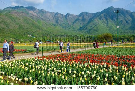 Srinagar India - April 22 2017 : Indira Gandhi Memorial Tulip Gardens in Srinagar Jammu and Kashmir India