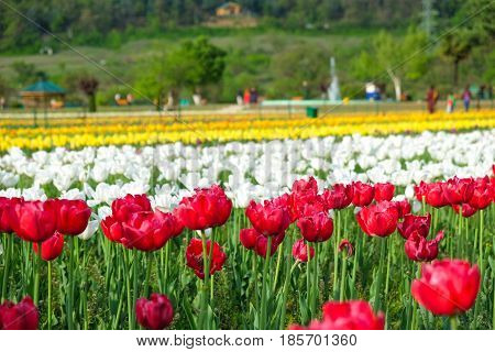 Srinagar India - April 22 2017 : Indira Gandhi Memorial Tulip Gardens in Srinagar Jammu and Kashmir India