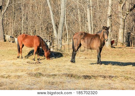 Young horses grazing in the spring. .