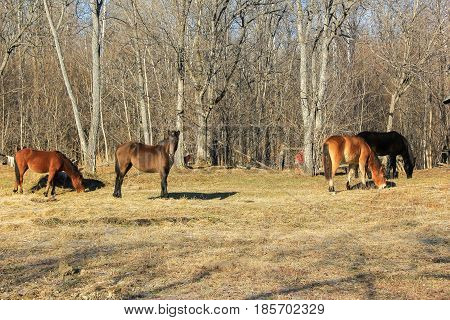 Young horses grazing in the spring. .