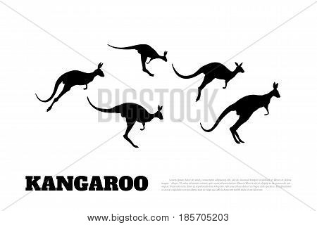 Black silhouettes of jumping kangaroos on a white background. Isolated drawing of a wallaby. Vector illustration