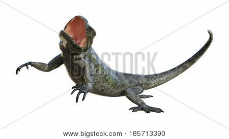 3D Rendering Chuckwalla On White