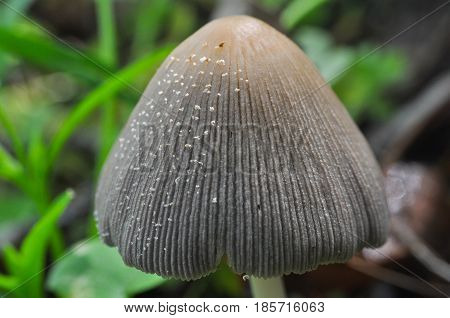 Wild mushroom Coprinellus domesticus, Little mushrooms growing in grass in the spring
