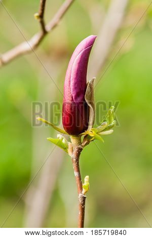 Macro Magnolia Bud Covered With Drops
