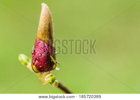 Macro Magnolia Bud Covered With Drops