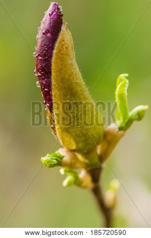 Macro Magnolia Bud Covered With Drops