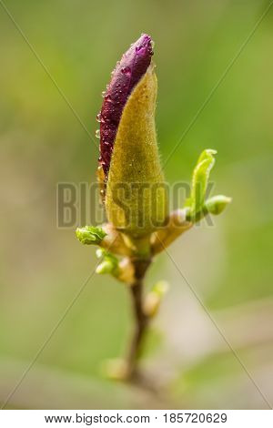 Macro Magnolia Bud Covered With Drops