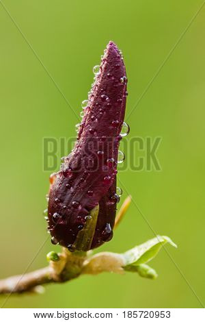 Macro Magnolia Bud Covered With Drops