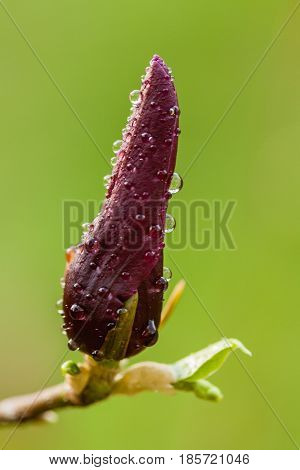 Macro Magnolia Bud Covered With Drops