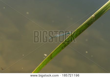 Dragonfly, blue dragon-fly Damselfly, Insects belonging to the order Odonata.