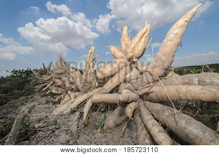 Pile of fresh cassava harvested in farmland.