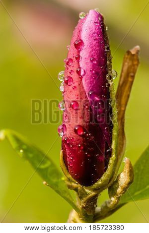 Macro Magnolia Bud Covered With Drops