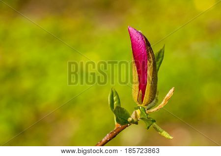 Macro Magnolia Bud Covered With Drops