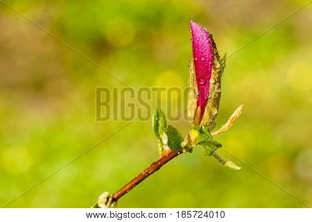 Macro Magnolia Bud Covered With Drops