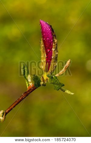 Macro Magnolia Bud Covered With Drops