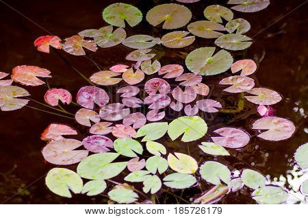 Leaves of lilies of different colors in the pond