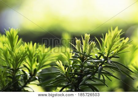 natural background yew-tree new young needles with selective focus for all types of Yew characterised by flat and short needles, located on the shoots most often in two rows in a comb