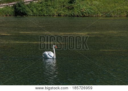 White Swan Swims In Lake