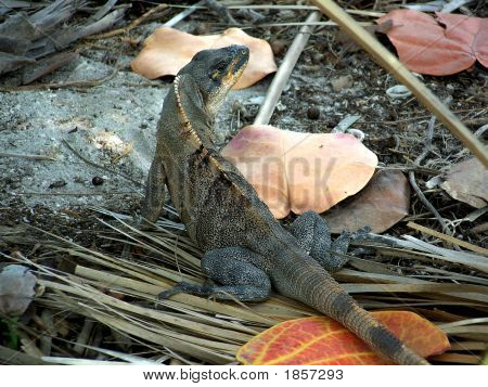 Iguana