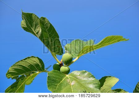 Green almost ripe figs on a branch with big leaves against clear blue sky
