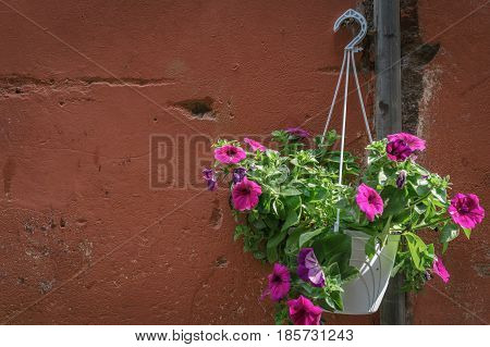 Pink Petunia cultivars flower pot hanging on vingate red brown wall in bright daylight.