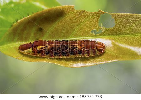 Common Oakblue (arhopala Pseudocentaurus) Caterpillar