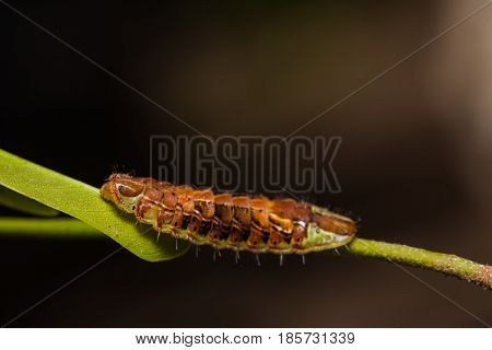 Common Oakblue (arhopala Pseudocentaurus) Caterpillar