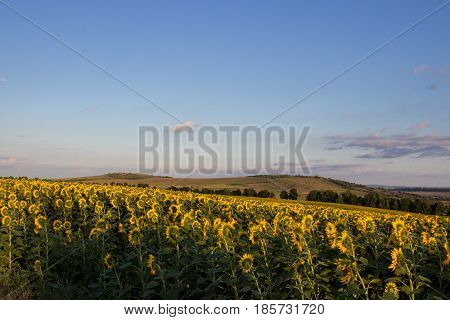 Beautiful sunflowers in the field with bright blue sky