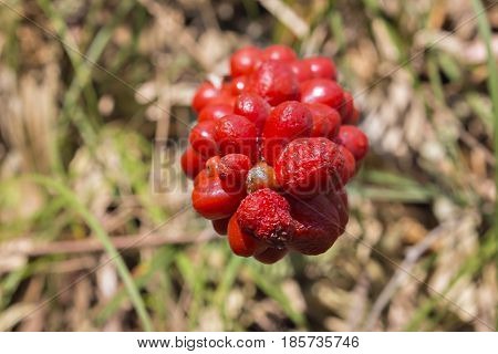 Arum maculatum woodland plant species of the Araceae family. Poisonous plant. Kozlac